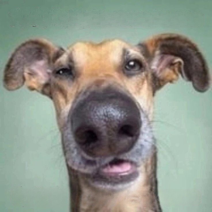 Create meme: funny dog face, funny dog, elke vogelsang