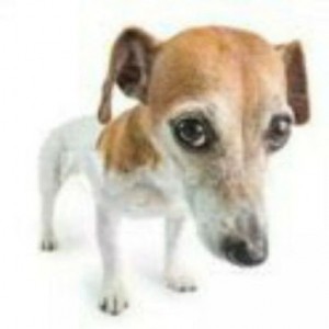 Create meme: Jack Russell, funny animals, dog