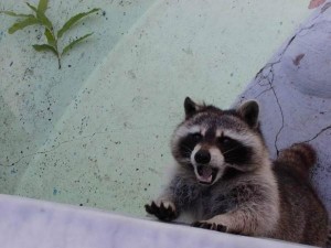 Create meme: evil raccoon a gargle, cute little Coon, raccoon gargle
