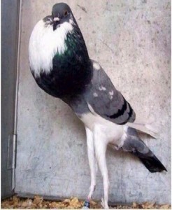 Create meme: pigeon, dove, When trying