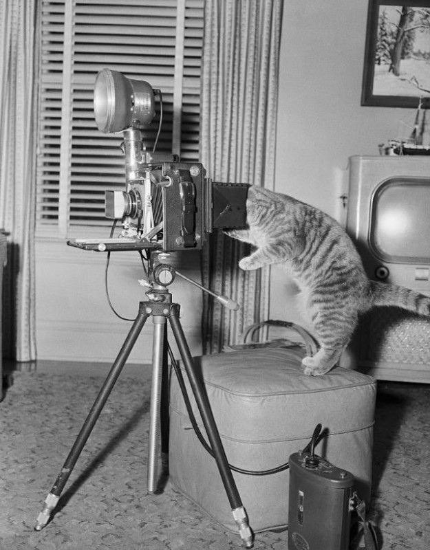 Create meme: retro cats, cat with a camera, vintage photography