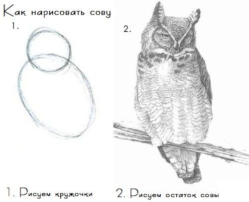 Create meme: owl pencil, we draw an owl in stages with a pencil, step-by-step drawing of an owl