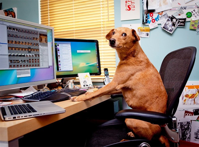 Create meme: the dog is sitting at the computer, animals in the office, dog at work