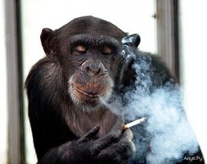 Create meme: Smoking monkey, a monkey with a cigarette