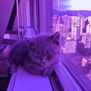 Create meme: purple kitten, cats aesthetics, purple cat