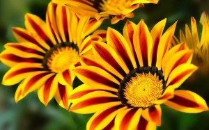 Create meme: flowers, gazania, very beautiful flowers