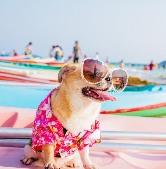 Create meme: a dog on vacation, happy dog , dog on the beach