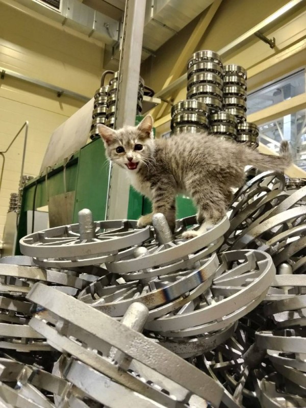 Create meme: the cat is a factory worker, cat , cats in the shop