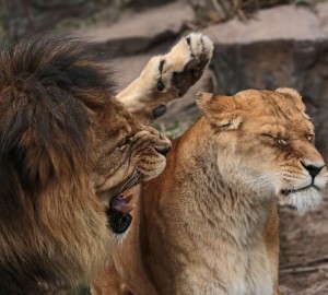 Create meme: lion and lioness, Leo