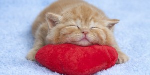 Создать мем: любимый котик, рыжий котенок с сердечком, милые котики