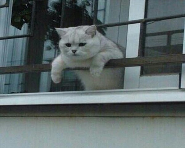Создать мем: кот на балконе, кошка, кот