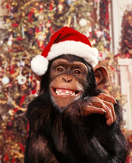 Create meme: santa deniers be like, Merry Christmas monkey, New Year's monkeys