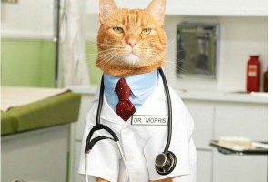 Создать мем: ветеринар, кошка лечит человека, кот в костюме врача