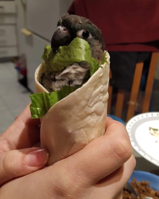 Create meme: parrot, jokes about shawarma, shawarma shawarma