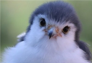 Create meme: animals, pygmy Falcon, cute little birds