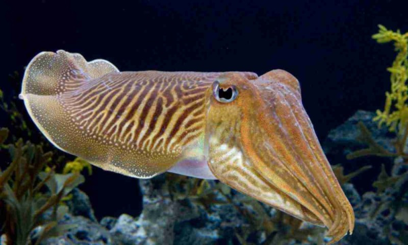 Create meme: cephalopods cuttlefish, common cuttlefish, cuttlefish sepia officinalis