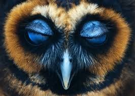 Create meme: the eyes of animals, The eyes of owls, an owl with big eyes