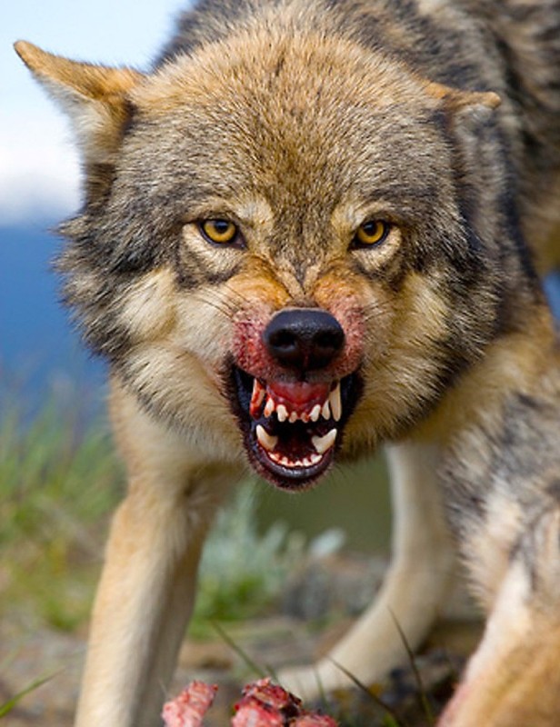 Create meme: the wolf grin, evil wolf grin, The wolf 's grin