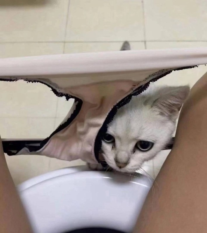 Create meme: cat , underwear in the form of a kitty, cat Burmilla