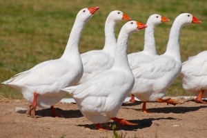 Create meme: goose, amginskii geese