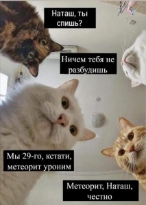 Create meme: memes, memes with cats, memes cats