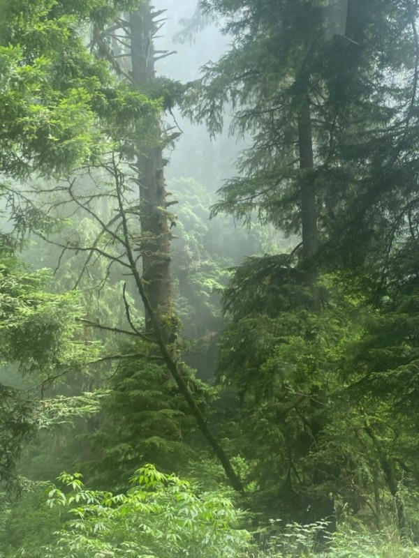 Create meme: forest nature, forest fog, forest 