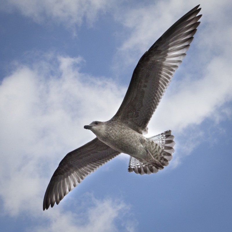 Create meme: flying bird, seagull birds, find 7 verbs runflyi