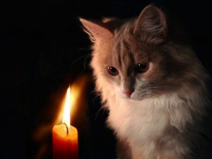 Create meme: cat with a candle, turning out the lights, the cat and candle