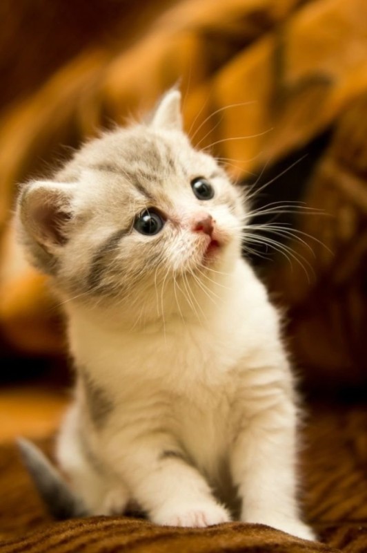 Create meme: seals beautiful , cute kitties, cute kittens