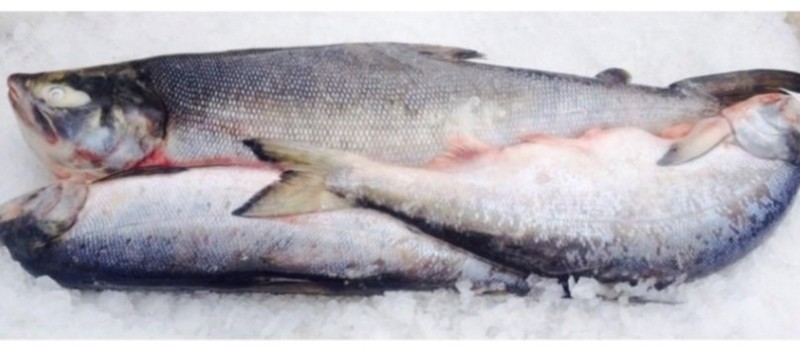 Create meme: pink salmon fish, coho fish, pink salmon fish, freshly frozen