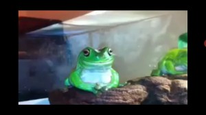 Create meme: frog crazy frog, toad, frog