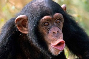 Create meme: male chimpanzees, the common chimpanzee, chimpanzee