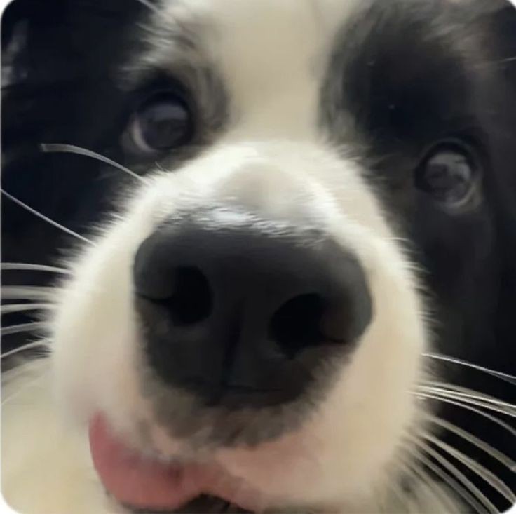 Create meme: border collie puppies, a dog's nose, cute puppies 