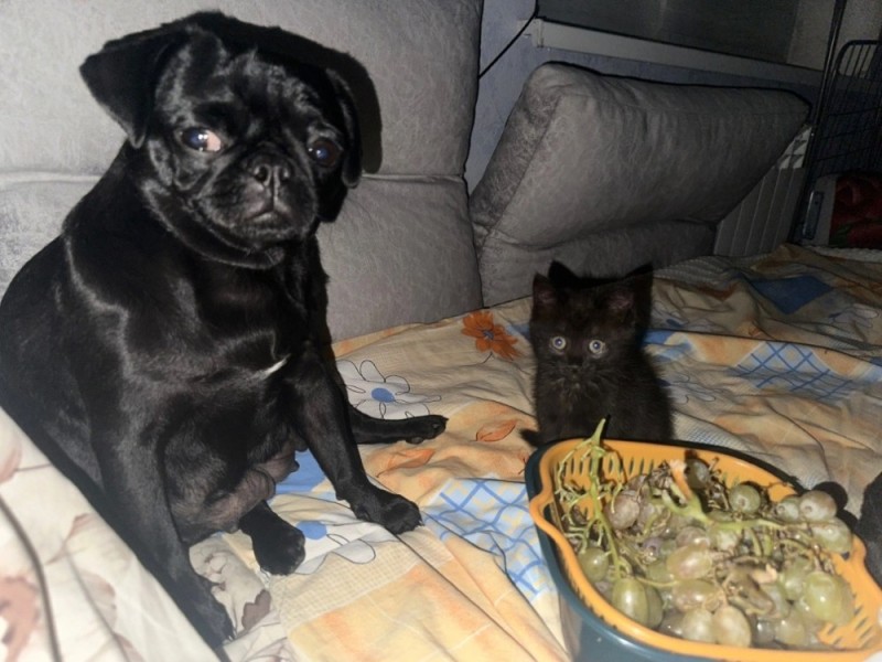 Create meme: pug puppy black, black pugs, pug 