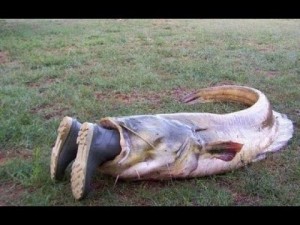 Create meme: som, huge catfish are cannibals, catfish fish funny pictures
