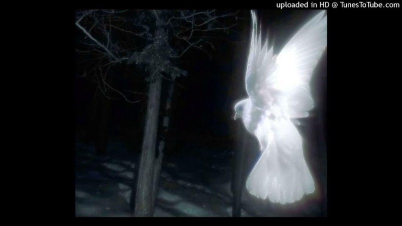 Create meme: white pigeons, The soul dove, The dove is the holy spirit