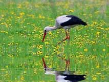 Create meme: stork is a migratory bird, Leleka, bird stork