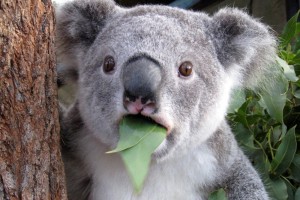 Create meme: Koala bear in shock, surprised Koala, koalas
