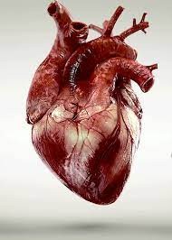 Create meme: The human heart is real, the human heart, illustration