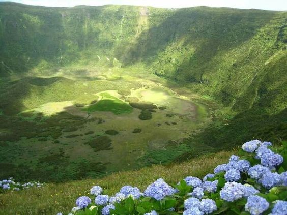 Create meme: Azores hydrangeas, Azores hydrangea blooming, Faial Island Azores