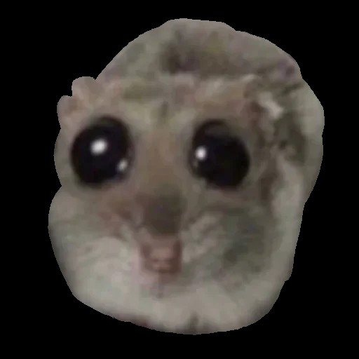 Create meme: A hamster with big eyes, sad hamster, Sad hamster meme