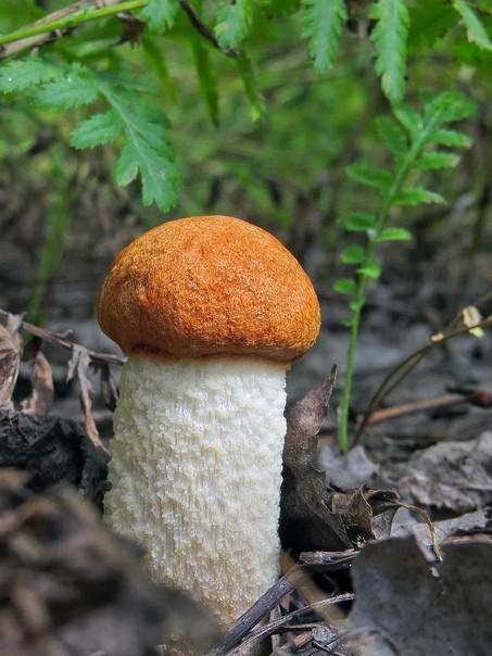 Create meme: podosinovik krasnogolovik, white-legged aspen, the red-headed mushroom