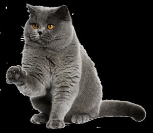 Create meme: cat Martin, blue cat, british shorthair