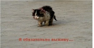 Create meme: I will survive the kitten, I will survive meme with a cat