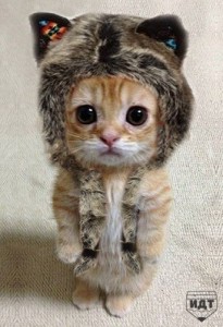 Create meme: meme Kote, kitty, ready for winter