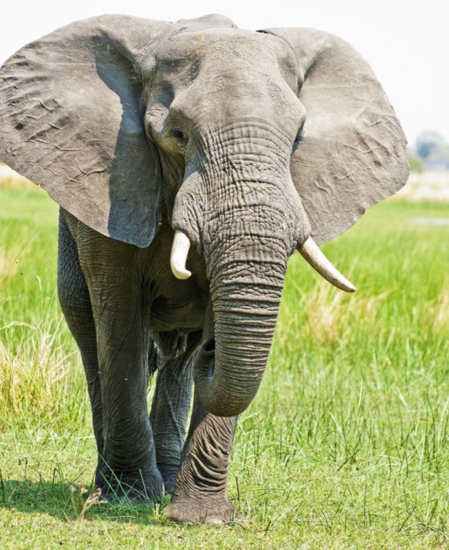 Создать мем: слон большой, африканский саванный слон, слон