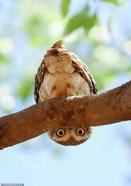 Create meme: funny owl, the owl is cool, The owl turned its head