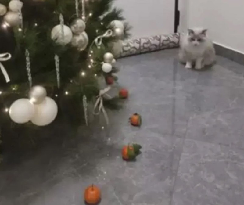 Create meme: cat Christmas tree tangerines, the cat and the tree, dropped the tree