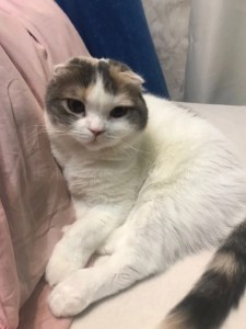 Create meme: cat, Scottish fold cat, cat