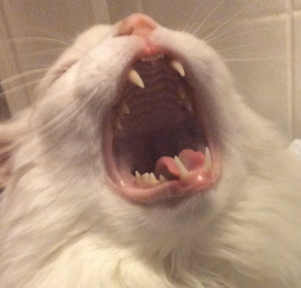 Create meme: screaming cat , The screaming cat yawns, screaming cat